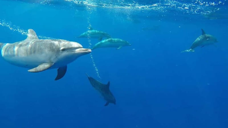Funchal: Whale Watching and Swimming with Dolphins Cruise - The Scenic 2.5-Hour Whale & Dolphin Watching Journey