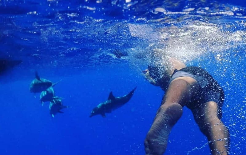 Funchal: Whale Watching and Swimming with Dolphins Cruise - Swimming with Dolphins in Madeira’s Natural Habitat