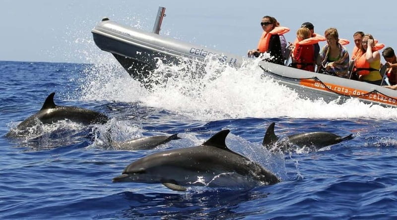Funchal: Whale Watching and Swimming with Dolphins Cruise - Confidence in Sightings with a Guarantee Policy