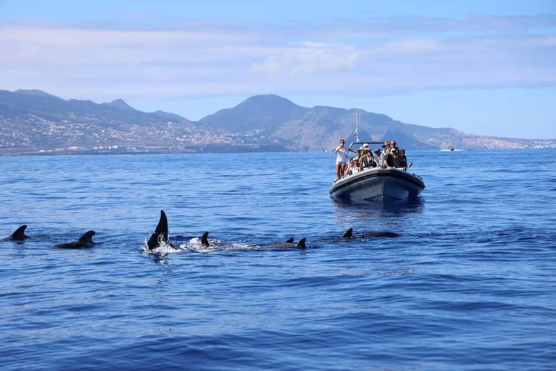 Funchal: Whale Watching and Swimming with Dolphins Cruise - The Role of Marine Biologists in Enhancing the Experience