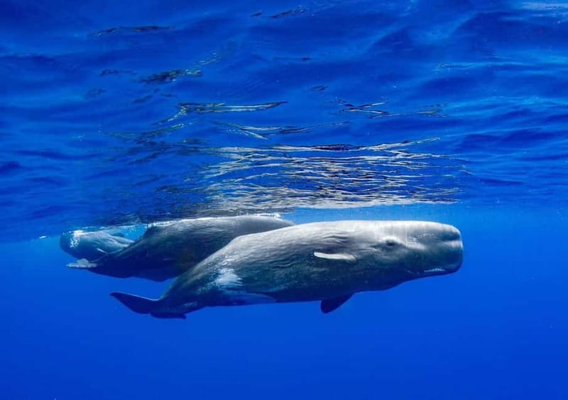 Funchal: Whale Watching and Swimming with Dolphins Cruise - What to Bring and Preparation Tips