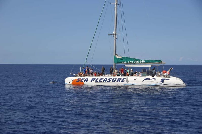 Funchal:Hop-on Hop-off Bus & Whale & Dolphin boat Excursion - Enjoying Madeira Wine Tasting and Factory Visit