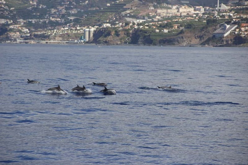Funchal:Hop-on Hop-off Bus & Whale & Dolphin boat Excursion - Practical Tips and Considerations