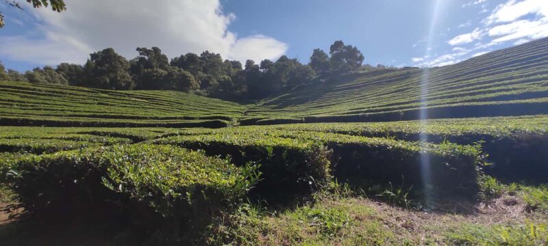 Furnas: Experience of hotsprings, Botanical Gardens, Lake - The Experience of a Local Guide