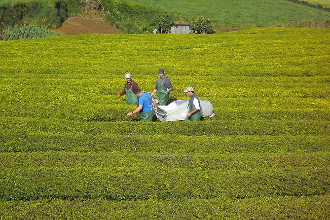 Furnas Full Day Tour | Full Day Furnas Tour (Min. 2 Persons) - Practical Details: What’s Included and What to Keep in Mind