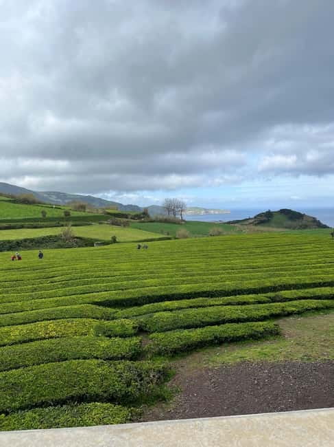 Furnas: Tea Plantation and Hot springs Tour - Who Will Enjoy This Tour Most?