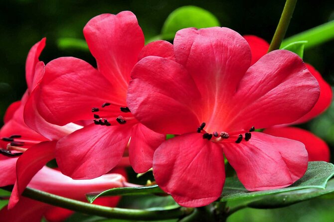 Furnas & Terra Nostra Botanic Park Tour w/Lunch + Hotsprings Bath - Practical Details and Booking Considerations