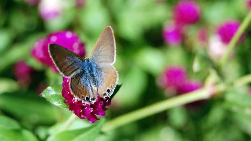 Furnas & Terra Nostra Gardens Biologist-guided Tour +lunch - Relaxing in the Mineral-Rich Thermal Pools