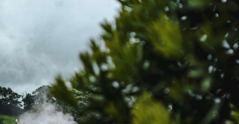 Furnas: Thermal Springs & Tea Plantation Day Tour with Lunch - What Sets This Tour Apart from Others