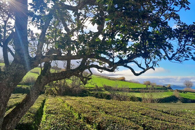 Furnas Volcano Experience: Lush Valleys & Steaming Earth - The Spectacle of Furnas Volcano Caldera