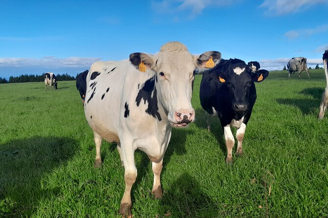 Furnas Volcano Experience: Lush Valleys & Steaming Earth - Lagoa das Furnas and its Romantic Landmark