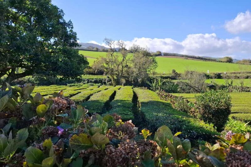 Furnas Volcano Wonders, Tea Plantation & Waterfall Tour - Visiting the Gorreana Tea Factory, Europes Oldest Tea Plantations