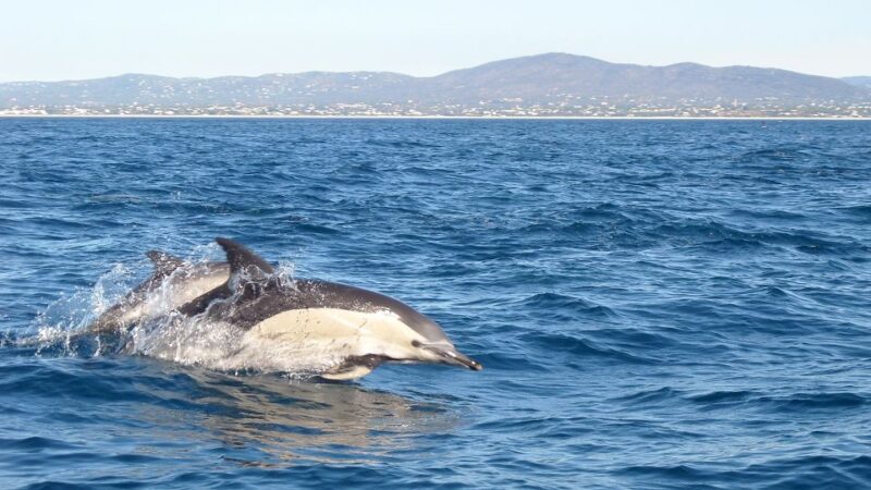 Fuzeta: Dolphin Observation Tour - Discover the Fuzeta Dolphin Observation Tour in the Algarve