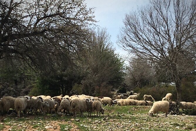 Fygou and Agia Irini Gorge Loop Half Day Hiking Tour - The Venetian Path and Mountain Views from Vasiliki Stata