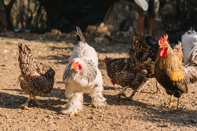 Gallura Picnic in the Farm with Animals - The Rescued Animals and Their Natural Living Conditions