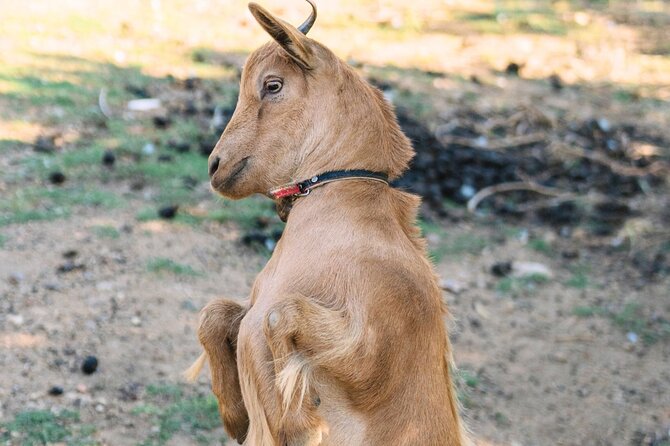 Gallura Picnic in the Farm with Animals - Whats Included and Whats Not