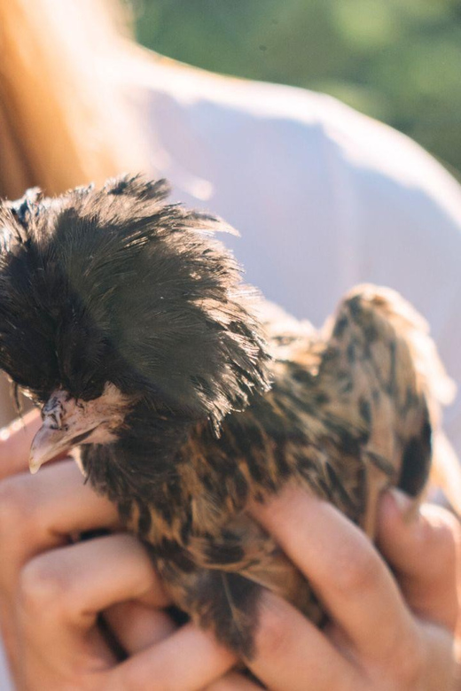 Gallura: Picnic on a Farm with Animals - Practical Details: Meeting Point and Timing