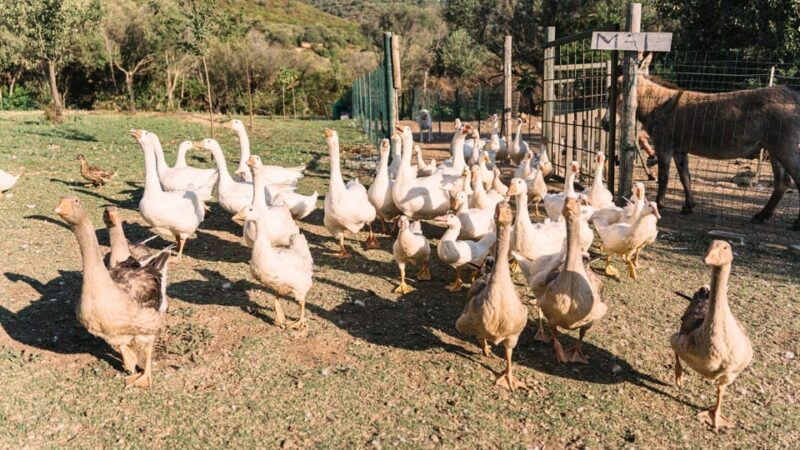 Gallura: Picnic on a Farm with Animals - The Importance of Calm and Respectful Behavior