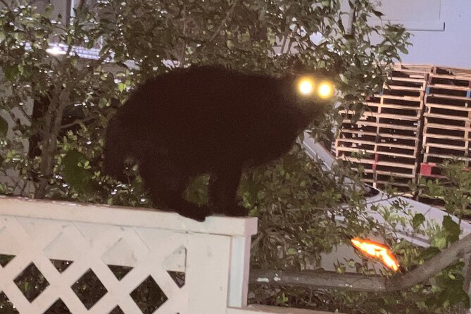 Galveston "Dark of the Moon" Ghost Tour + Red Light District Tour - The Tremont House: Tales of Dignitaries and Ghosts