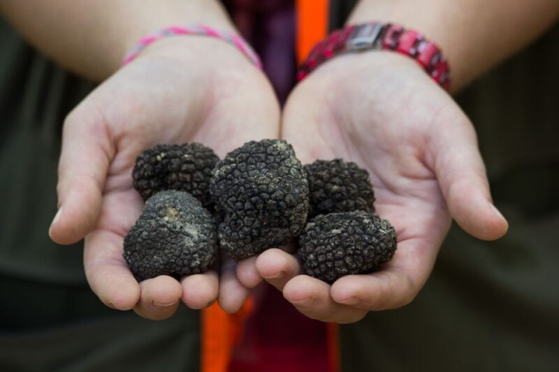 Gaon - Istria: Truffle Hunting & Cooking & Tasting - Key Points