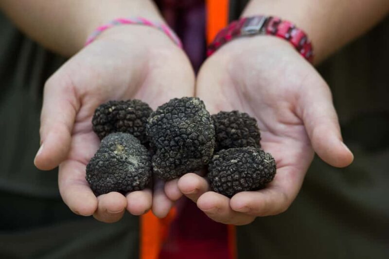 Gaon - Istria: Truffle Hunting Tour in Slovenia - Key Points