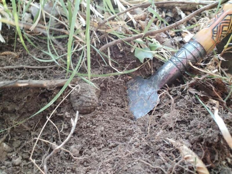Gaon - Istria: Truffle Hunting Tour in Slovenia - Starting Point at the Gaon Bus Stop in Central Slovenia