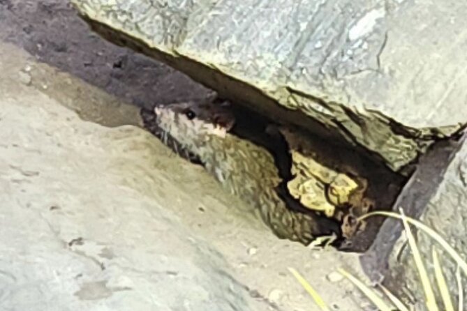 Garbage and Rats in New York City Walking Tour - Discover New York City’s Hidden Underground with the Garbage and Rats Tour