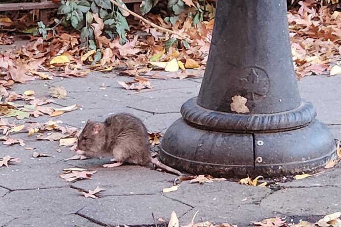 Garbage and Rats in New York City Walking Tour - Key Points