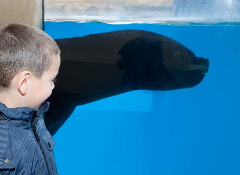 Gardaland SEA LIFE Aquarium: Open Date Entry Ticket - The Unique Design of Gardaland SEA LIFE’s Themed Fish Tanks