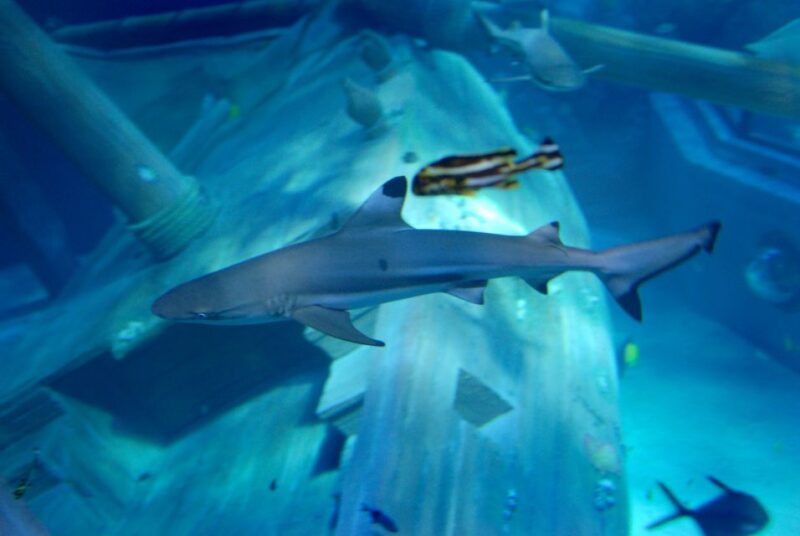 Gardaland SEA LIFE Aquarium: Open Date Entry Ticket - Encountering Sea Lions and Learning Fun Facts