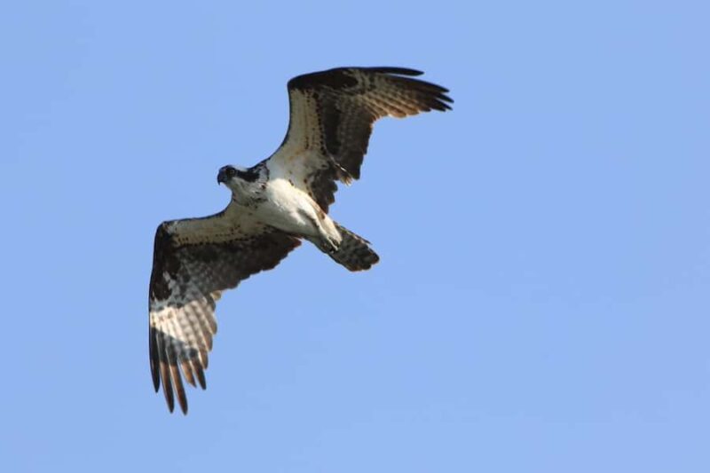 Gardiner: Scenic Raft Float on the Yellowstone River - Discover the Scenic Raft Float on the Yellowstone River in Gardiner
