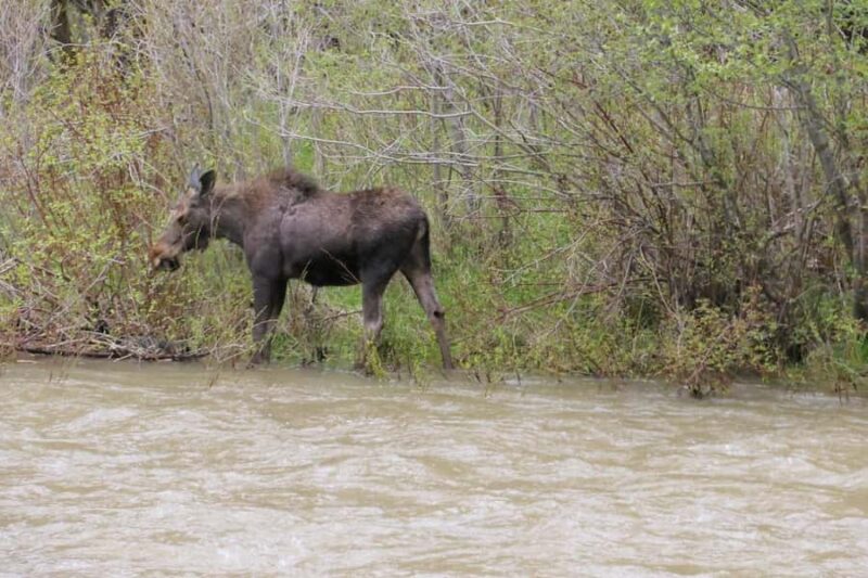 Gardiner: Scenic Raft Float on the Yellowstone River - Scenic Yellowstone River Float Experience