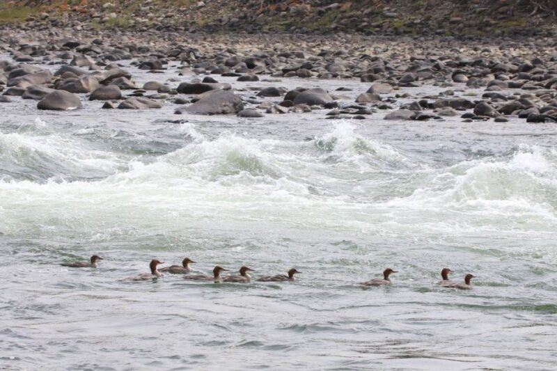 Gardiner: Scenic Raft Float on the Yellowstone River - Wildlife and Scenery on the Yellowstone River