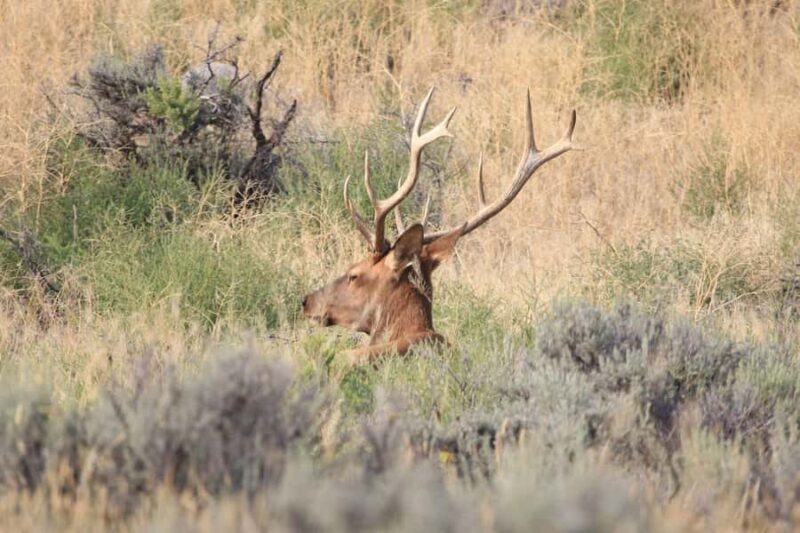 Gardiner: Scenic Raft Float on the Yellowstone River - Group Sizes and Trip Duration