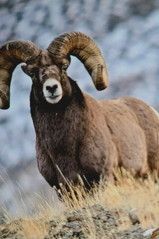 Gardiner: Yellowstone National Park Half Day Guided Hike - Discover Yellowstones Natural Wonders with a Guided Half-Day Hike