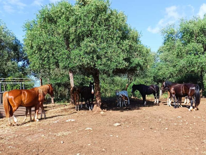 Gargano National Park: horseback riding - Safety and Equipment for a Relaxed Ride