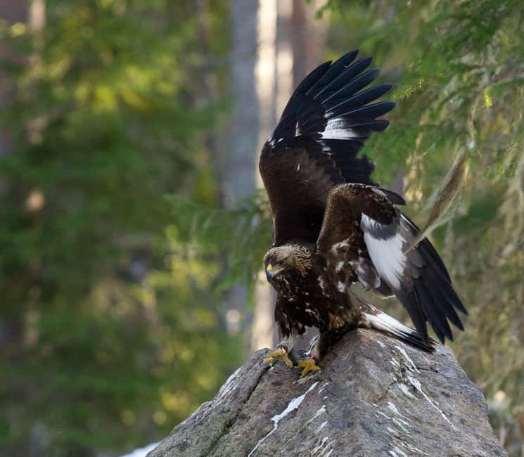 Gästrikland: Nordic Wildlife Viewing Experience - Discover Gästrikland’s Unique Nordic Wildlife Viewing Experience