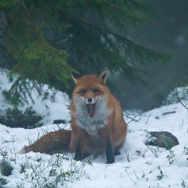 Gästrikland: Nordic Wildlife Viewing Experience - Key Points