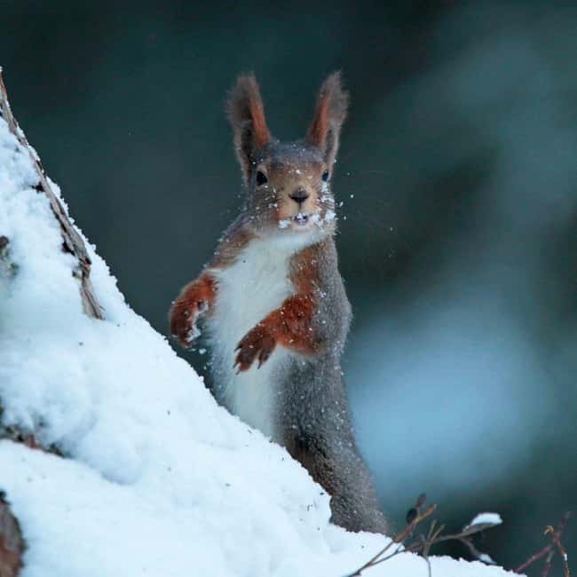 Gästrikland: Nordic Wildlife Viewing Experience - Practical Details and Group Experience