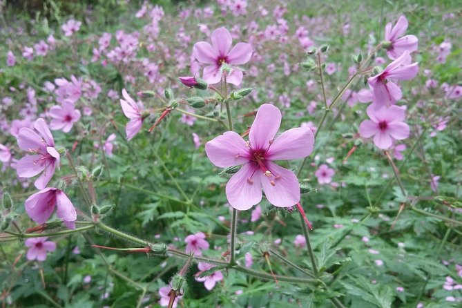 Gastro hike (Private Tour) - Discover Madeira’s Lesser-Known Levadas and Natural Beauty