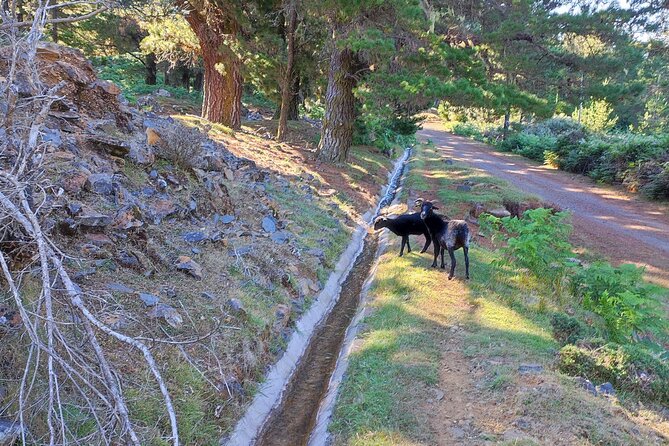 Gastro hike (Private Tour) - Physical Requirements and Accessibility