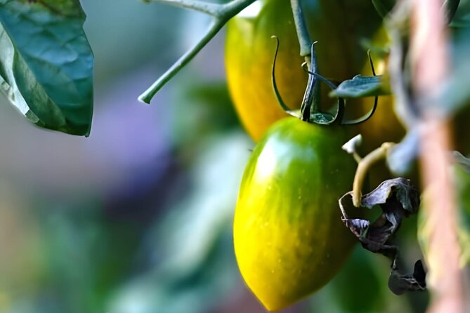 Gastronomical Amalfi Coast Hike with Cooking Class - Logistics and Practical Details