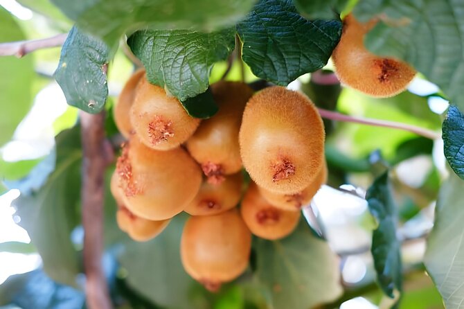 Gastronomical Amalfi Coast Hike with Cooking Class - The Experience of a Lifetime with an Expert Guide