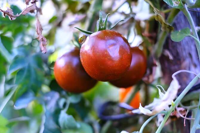 Gastronomical Amalfi Coast Hike with Cooking Class - Frequently Asked Questions