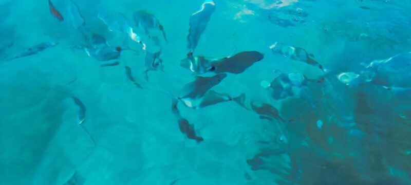 Gastronomy boat excursion - Flexibility and Easy Booking Options