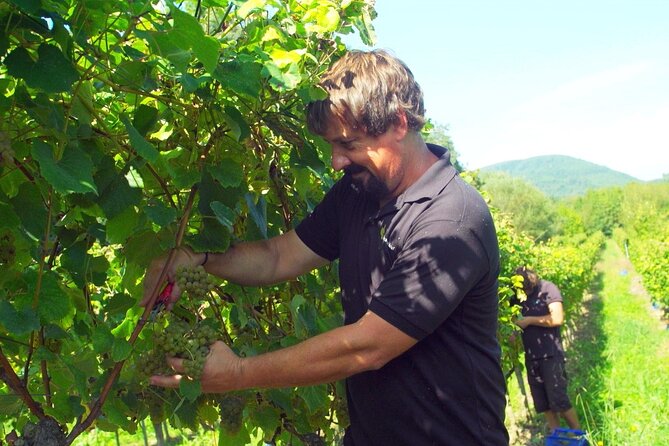 Gastronomy tour with tastings - small groups - Sampling Sobaos at the Largest Factory in Cantabria