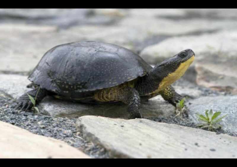 Gatineau Park Tour Exclusive with Pick Up and Drop Off - Key Points