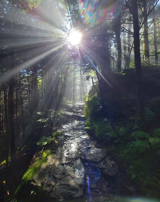 Gatlinburg: Smoky Mountain Appalachian Bald Guided Hike - Starting Point at Kuwohi Parking Lot and the Guided Hike Experience