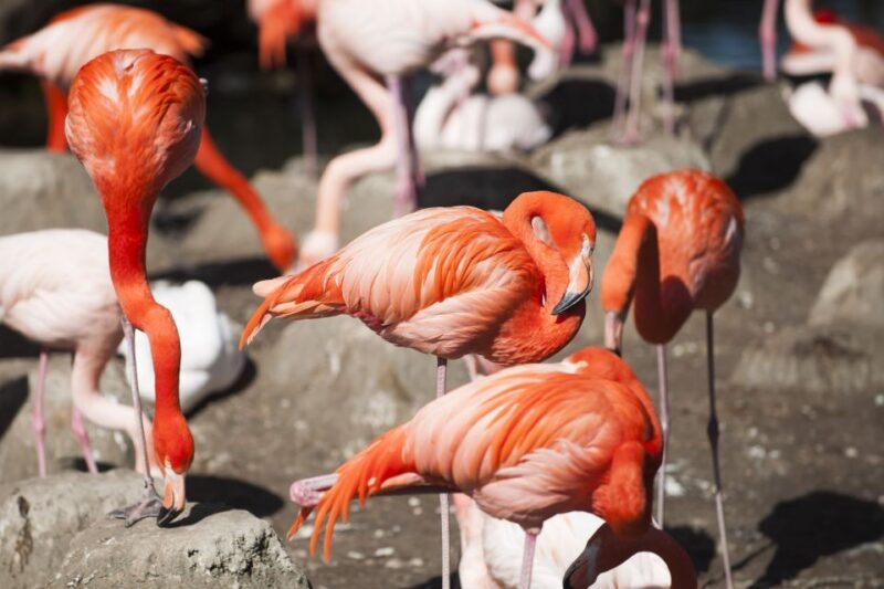 Gdansk: Oliwa Zoo with Tickets and Roundtrip Transportation - What Sets This Tour Apart from Similar Experiences