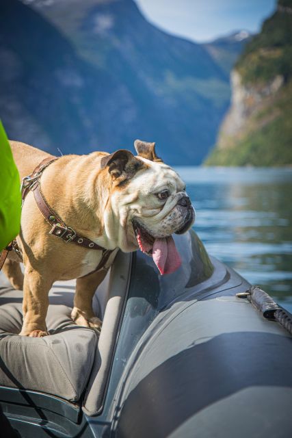 Geiranger: Guided Geirangerfjord Boat Tour - Comparing This Tour to Similar Experiences